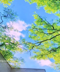 Trần Xuyên Sáng Tại Hà Nam
